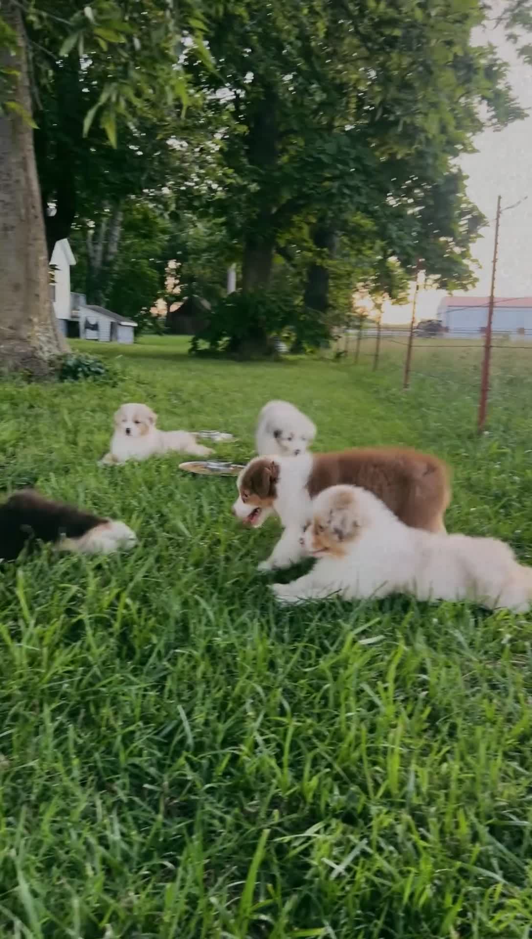 Australian Shepherd dogs for sale: “Riggs” Red Tri Male  - Video 6