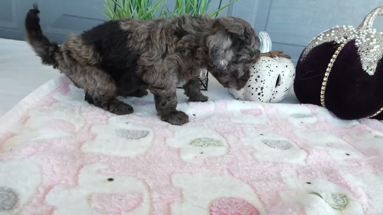 Toy Poodle dogs for sale: Toy Poodle 5 Lexi - Video 1