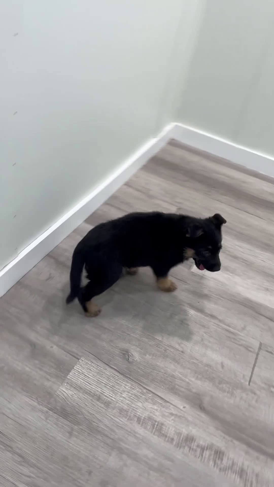 German Shepherd dogs for sale: Addie - Video 1