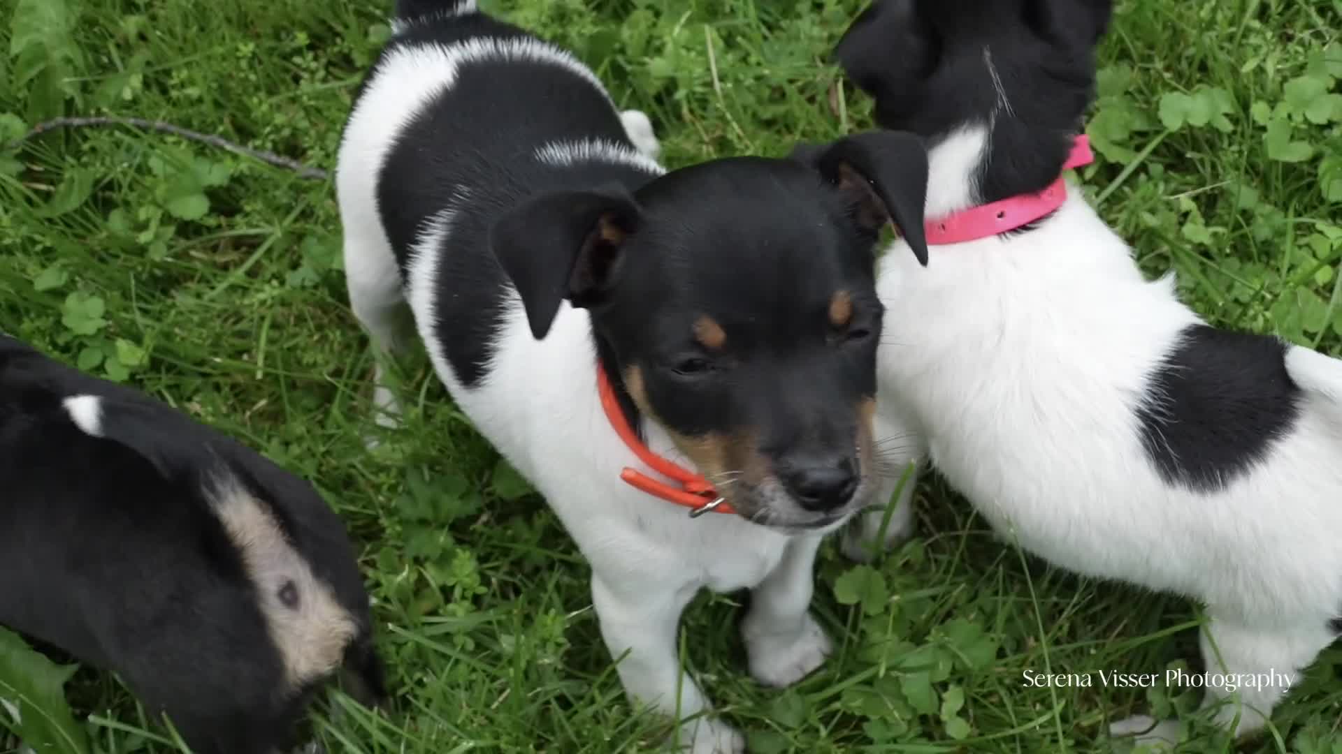 Toy Fox Terrier dogs for sale: Trooper - Video 1