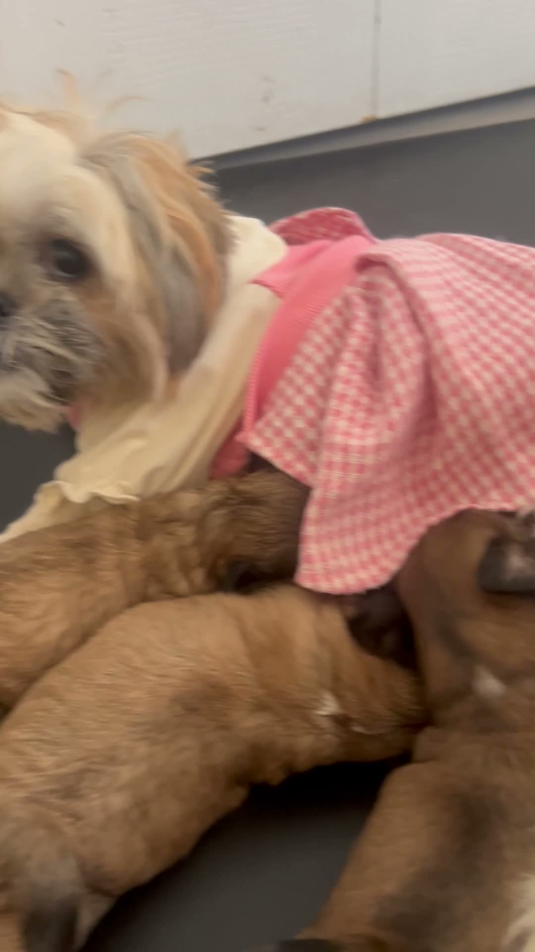 Shih Tzu dogs for sale: Shih Tzu 3 Autumn - Video 1