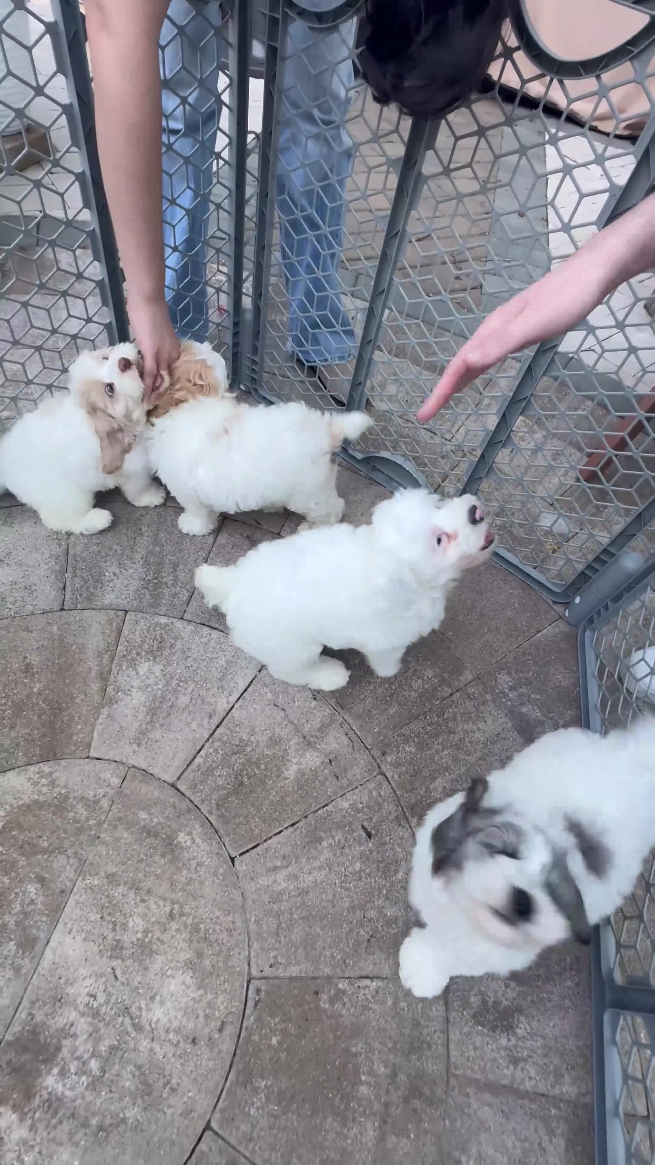 Cockapoo dogs for sale: Bunny  - Video 1
