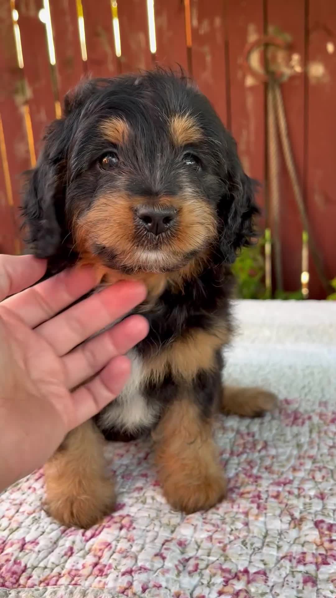 Mini Bernedoodle dogs for sale: Noelle - Video 1