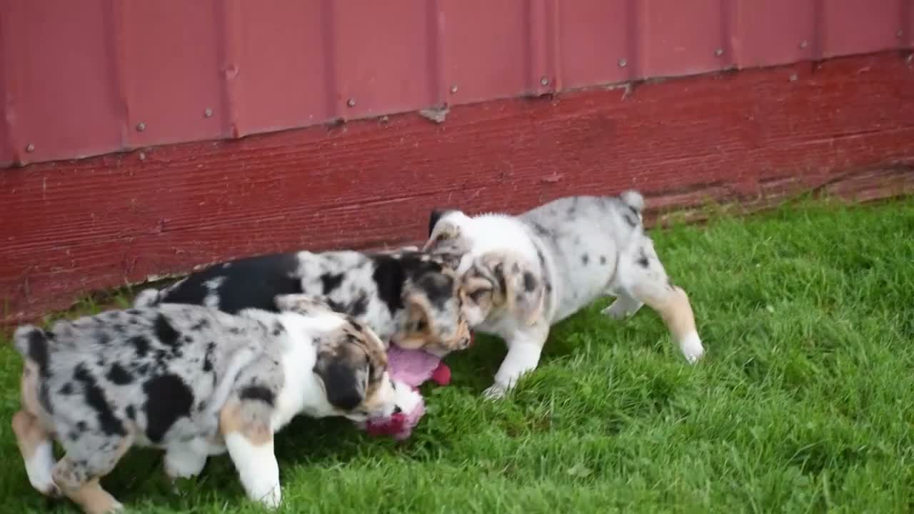 Beabull dogs for sale: Denver - Video 1