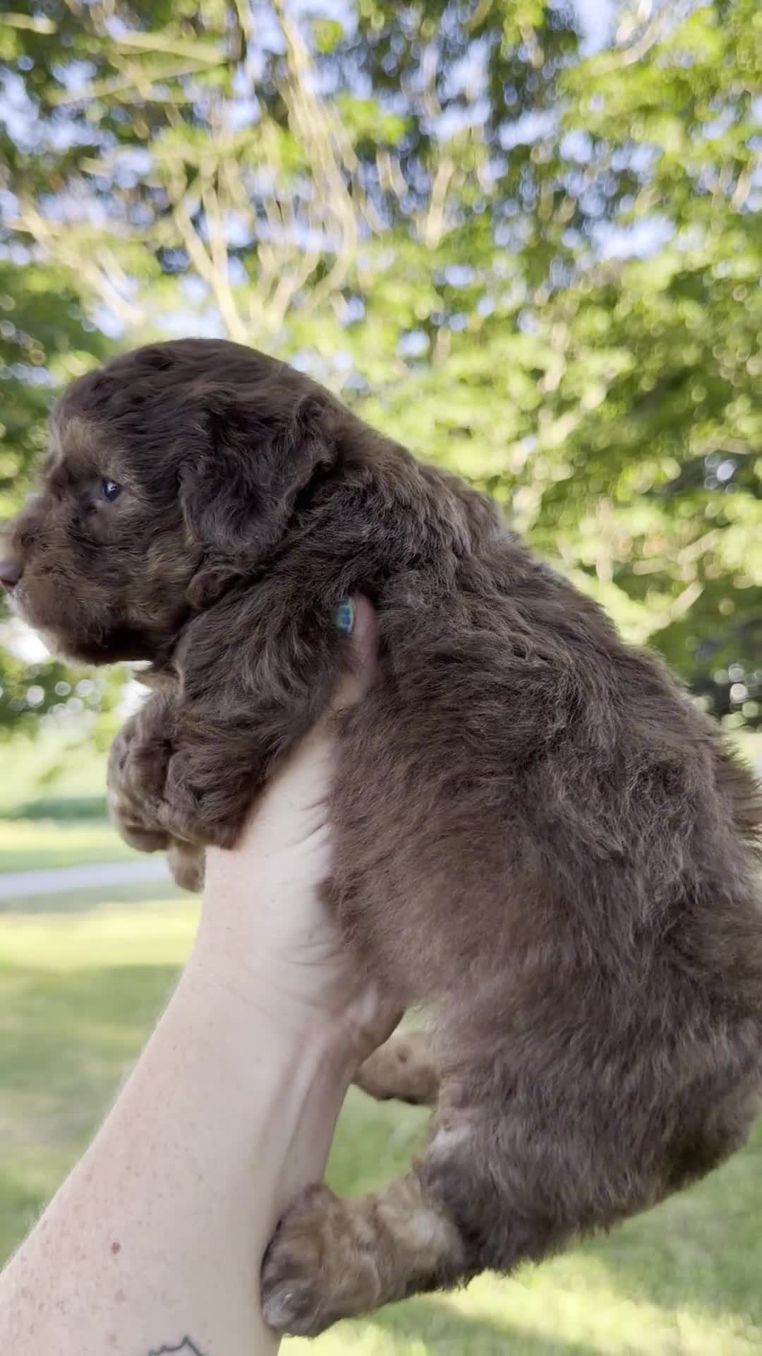 Mini Aussiedoodle dogs for sale: Saffron - Micro Mini F1b - Video 1