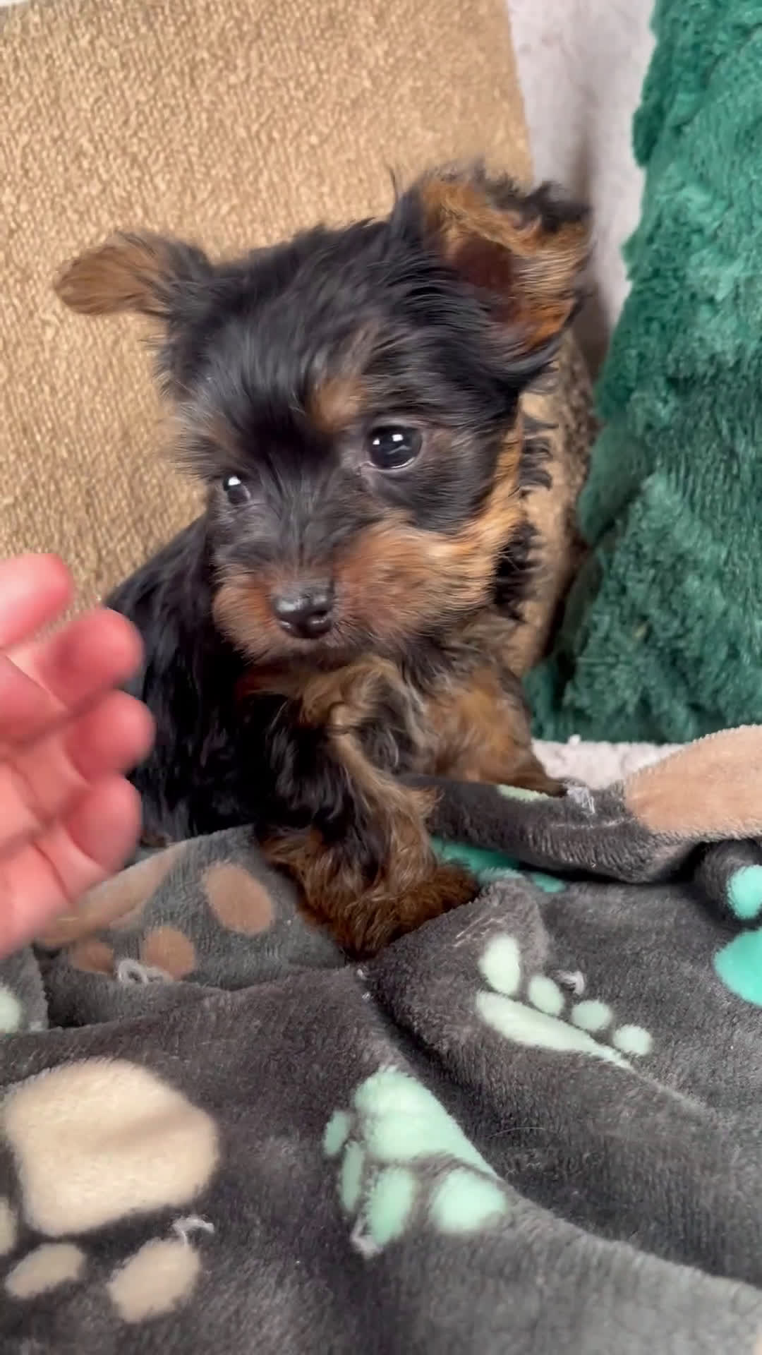 Yorkshire Terrier dogs for sale: Gabby - Video 1