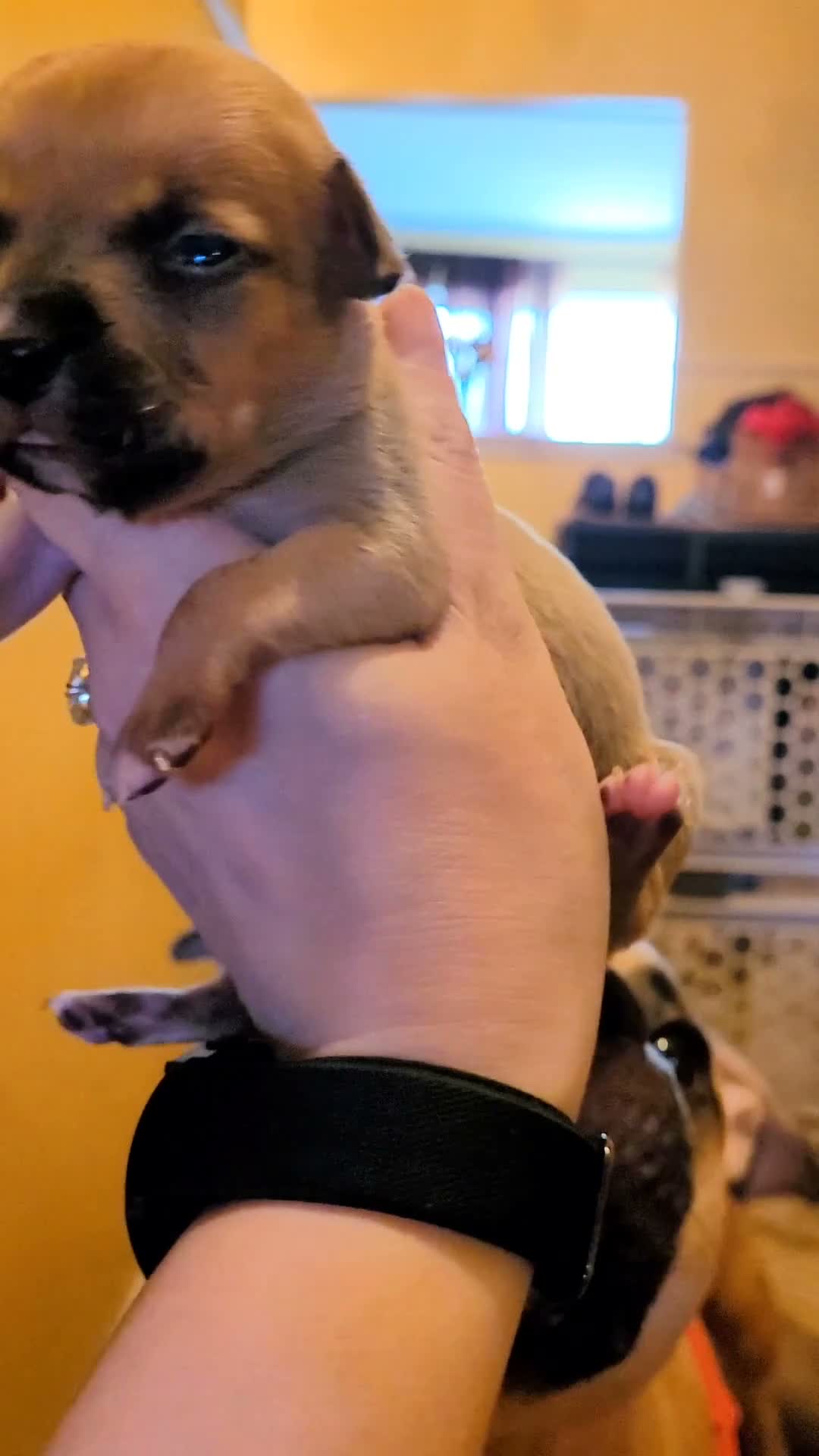 American Bully dogs for sale: Miracle - Video 1