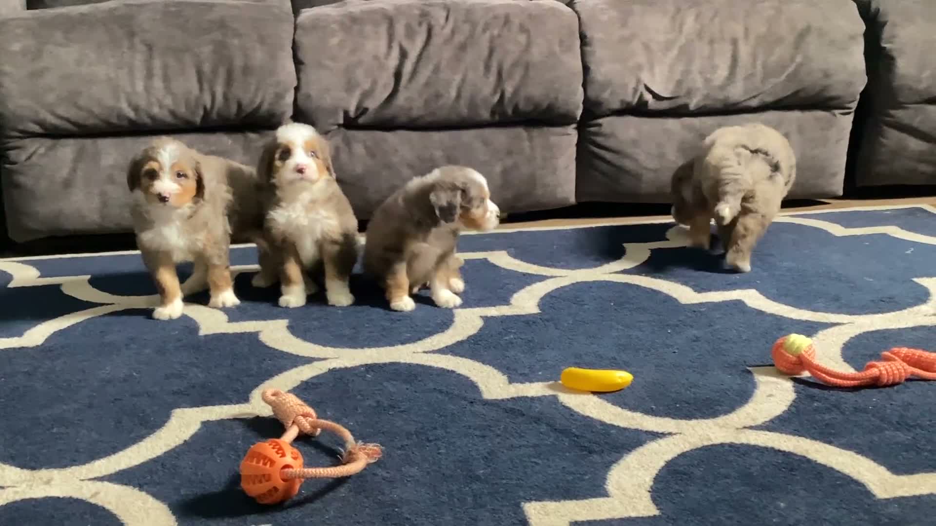 Mini Bernedoodle dogs for sale: Bridget - Video 1