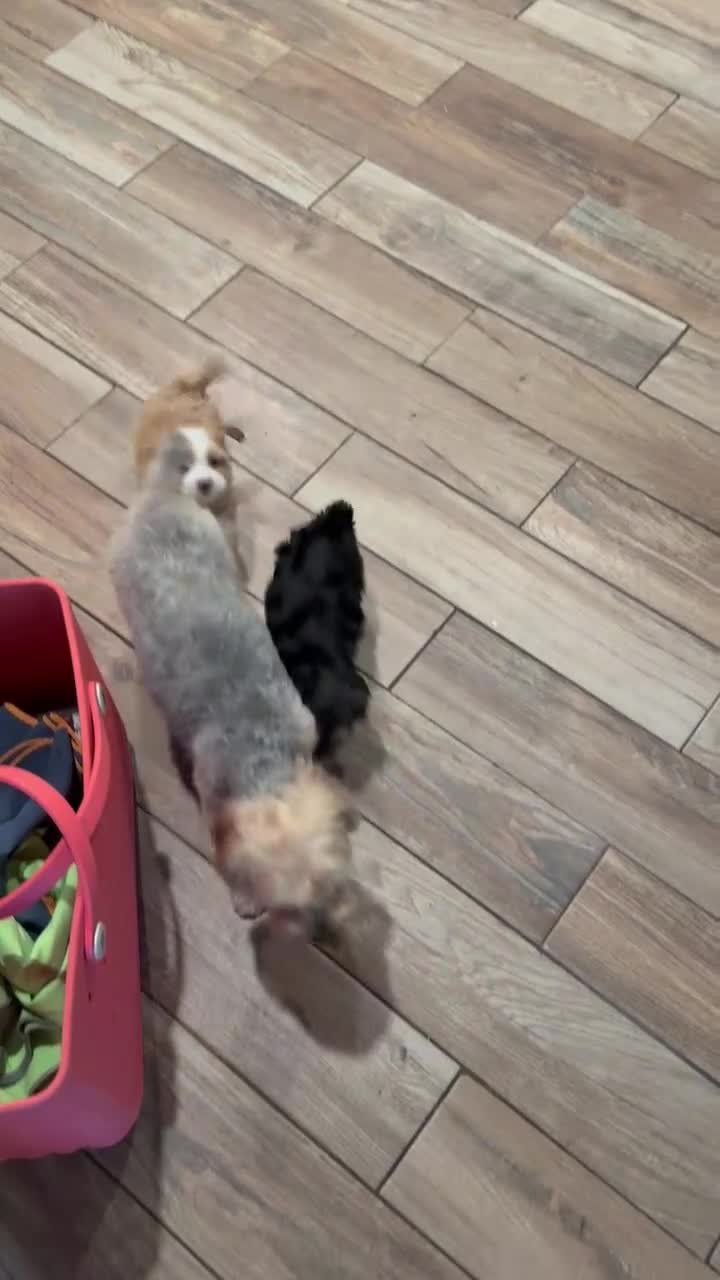 Mixed Breed dogs for sale: Male - Video 1