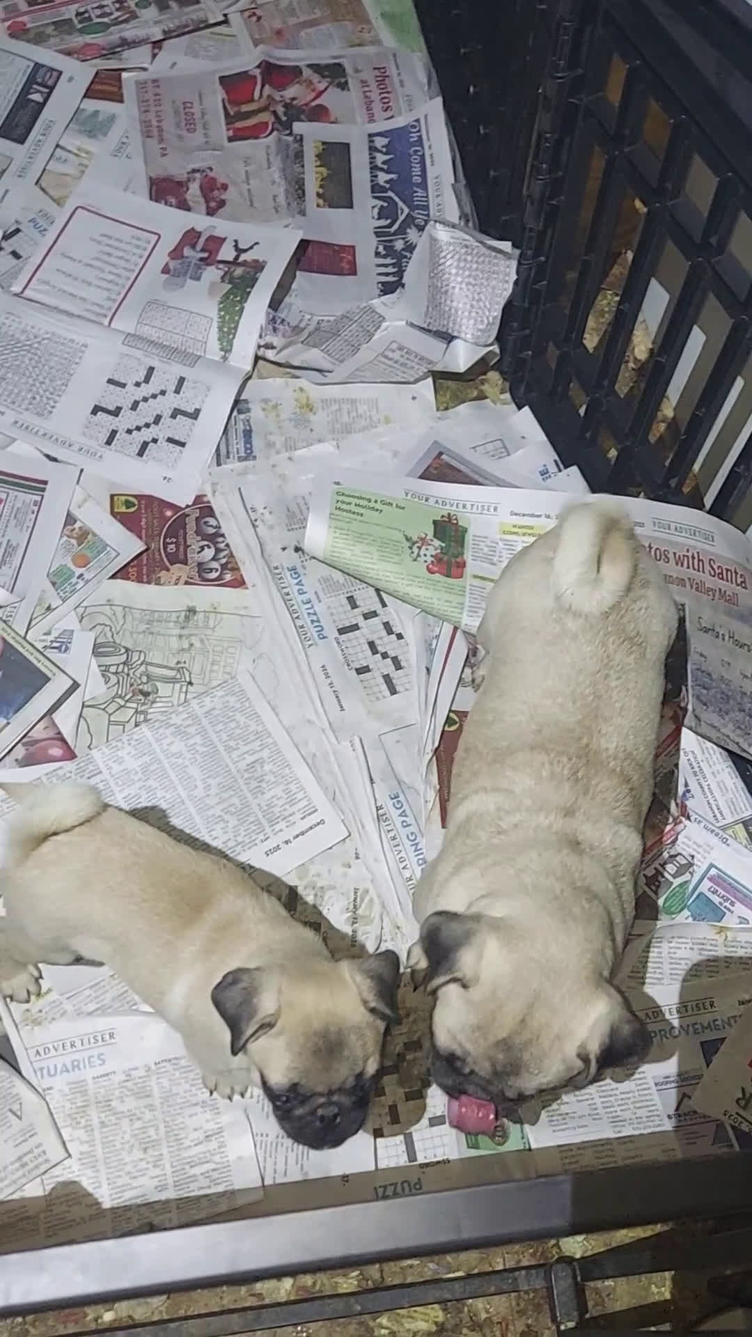 Pug dogs for sale: WILLIE - Video 2