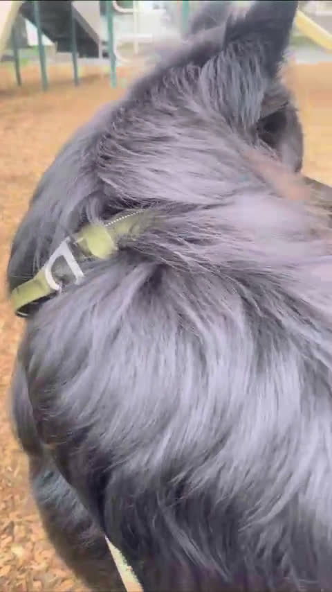 German Shepherd dogs for stud: German Shepherd 1 puppies - Video 3