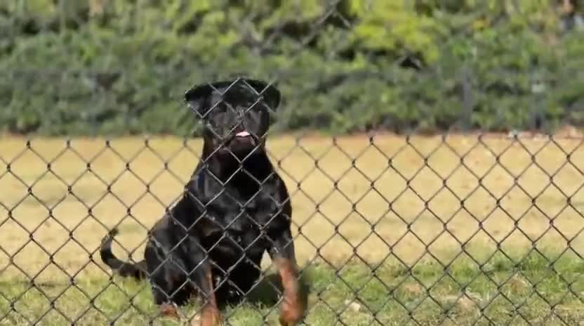 Rottweiler dogs for sale: Rottweiler Puppy 1 - Video 3