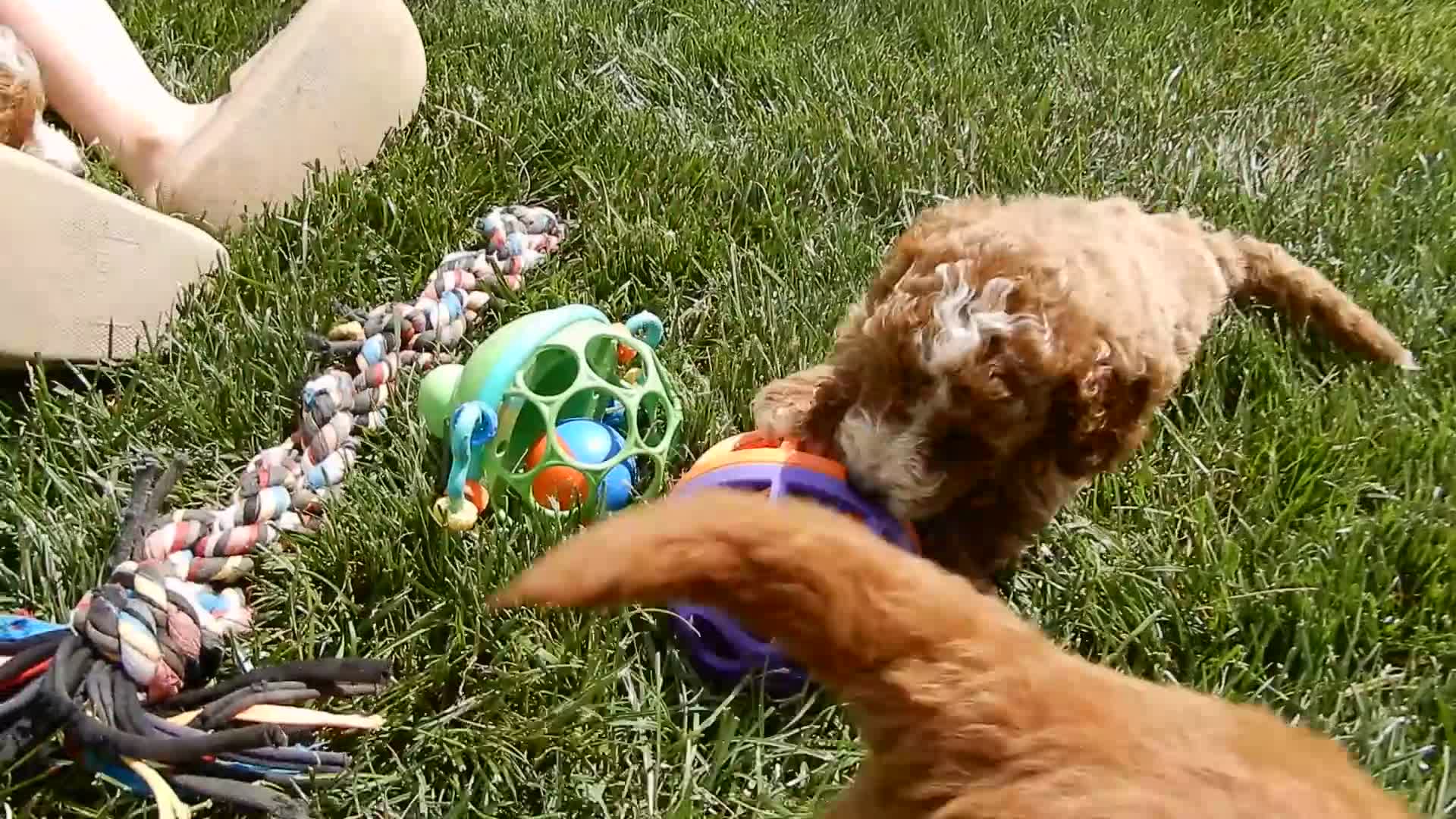 Mini Goldendoodle dogs for sale: Milo - Video 1