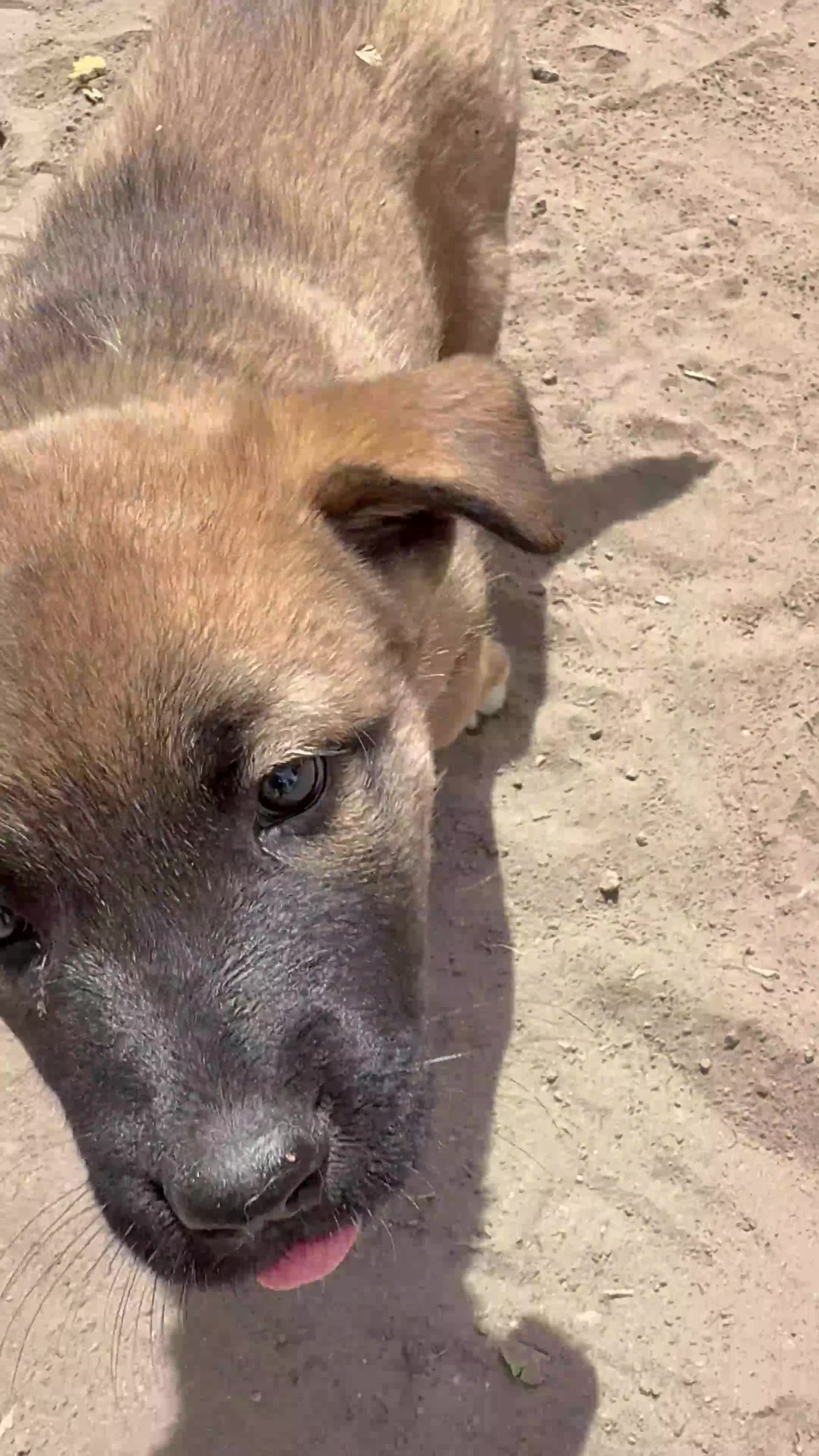 Mixed Breed dogs for sale: Caroline - Video 1