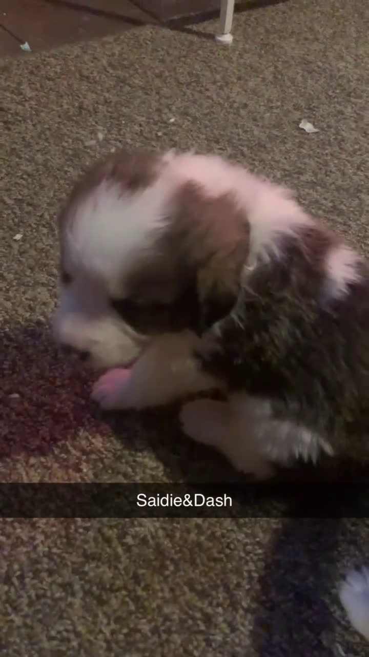 Mixed Breed dogs for sale: Sadie - Video 1