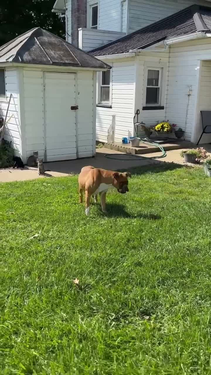 Boxer dogs for sale: Ruby - Video 2
