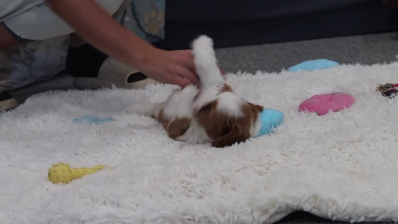 Cavapoo dogs for sale: Beckham - Video 1