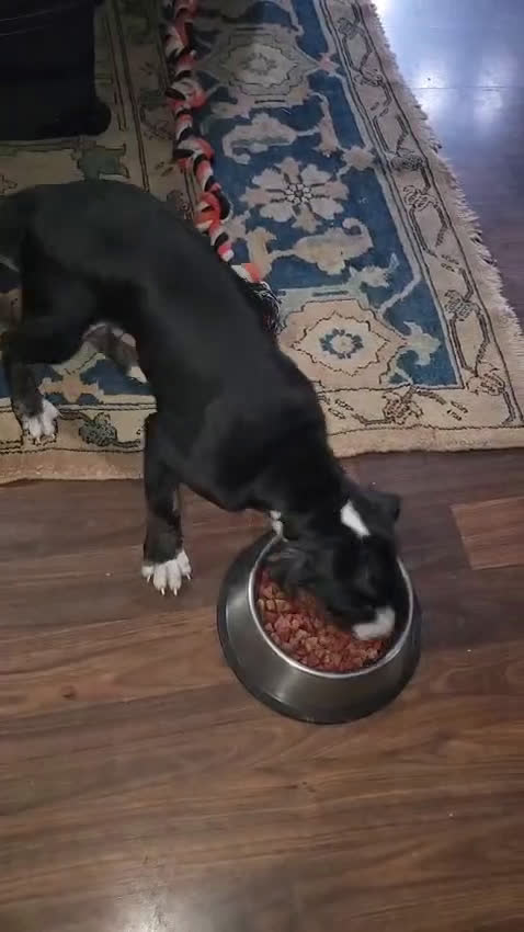 American Staffordshire Terrier dogs for sale: American Staffordshire Terrier Puppy 1 - Video 1