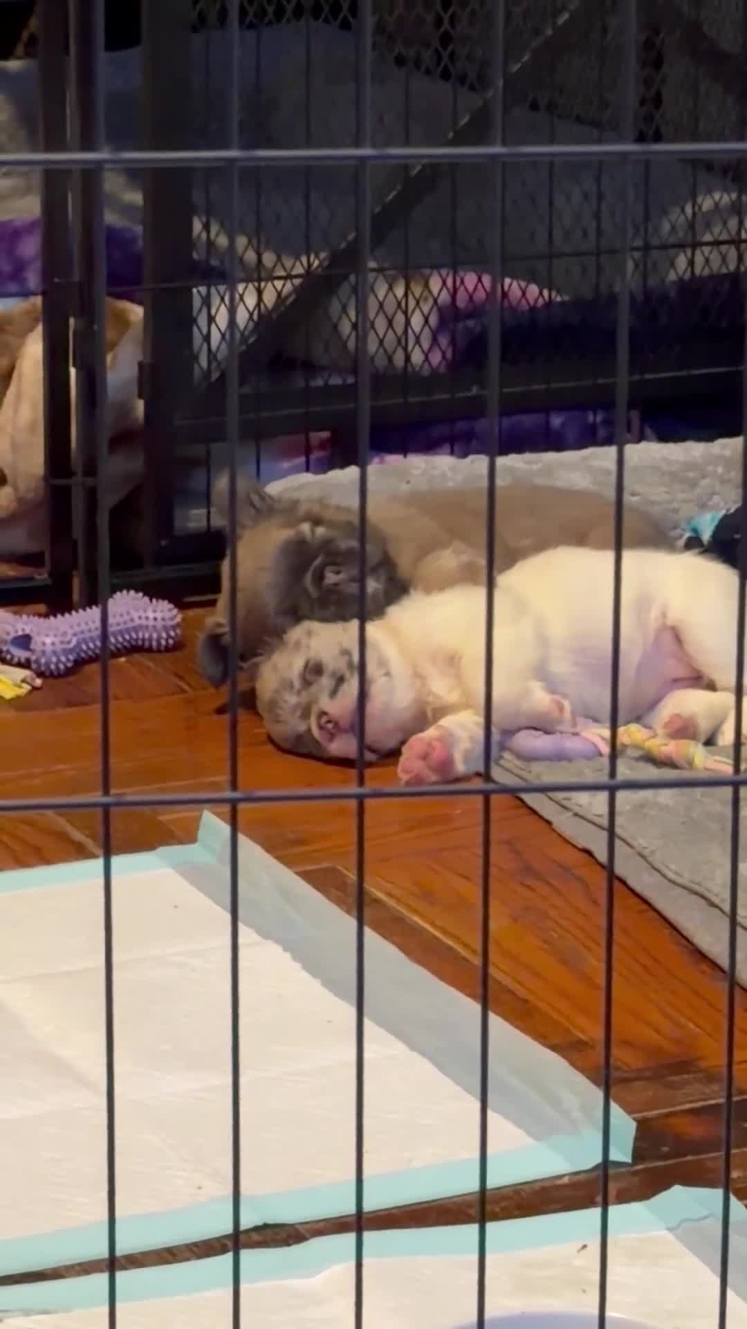 French Bulldog dogs for sale: Daisy - Video 2