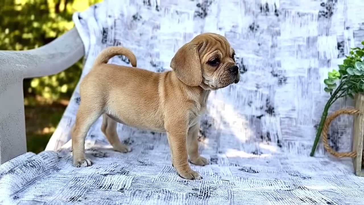 Puggle dogs for sale: Rosie - Video 1