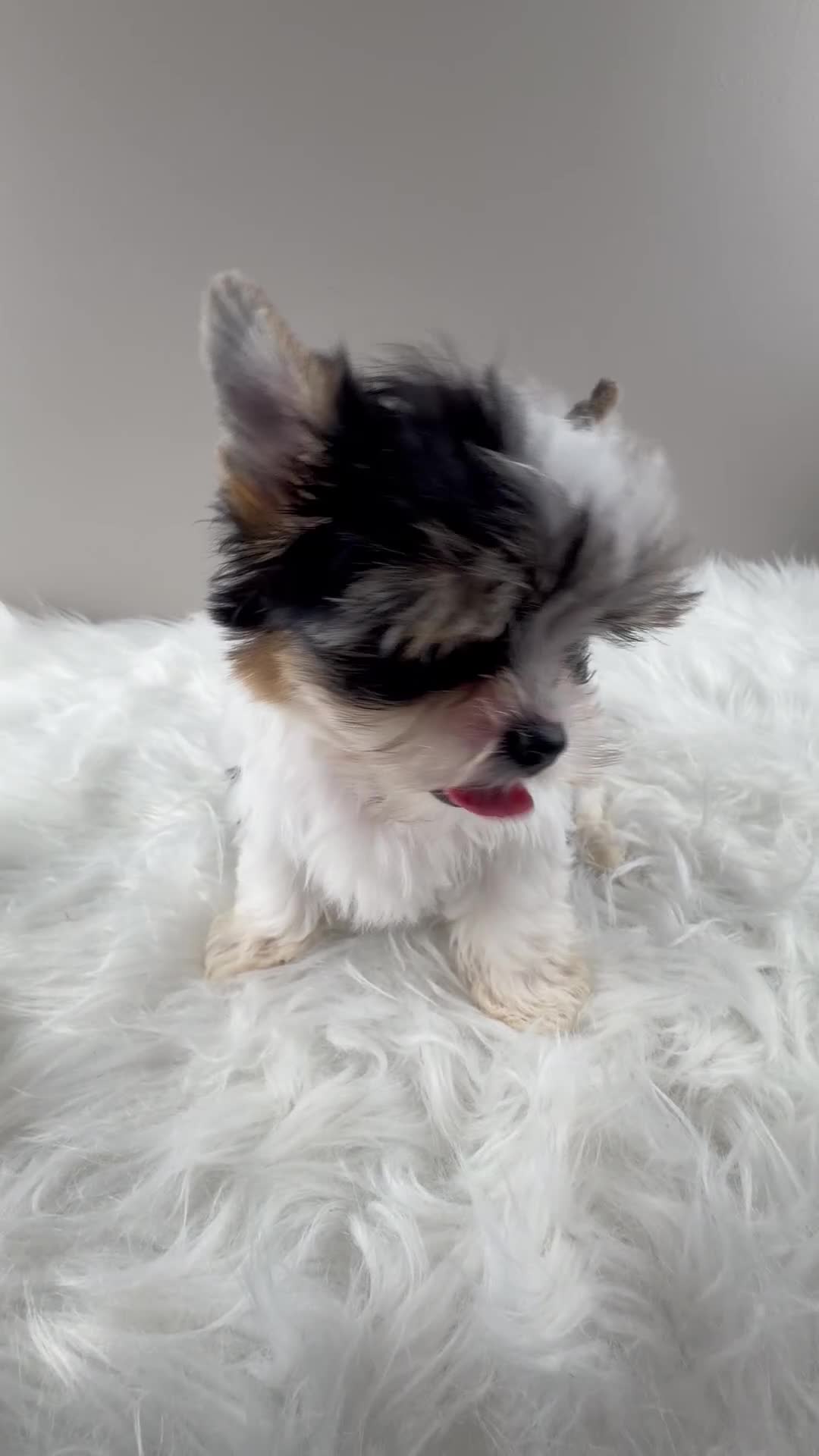 Yorkshire Terrier dogs for sale: Fiona - Video 3