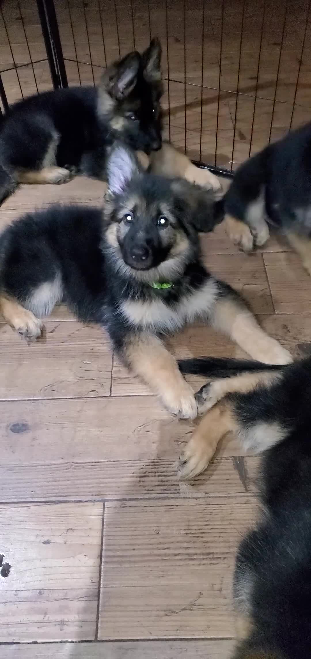 German Shepherd dogs for sale: Green Beanie - Video 2