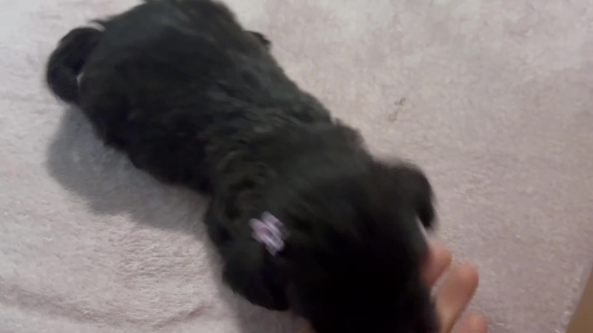 Mixed Breed dogs for sale: 2 Mixed Breed famale dark brown  - Video 1