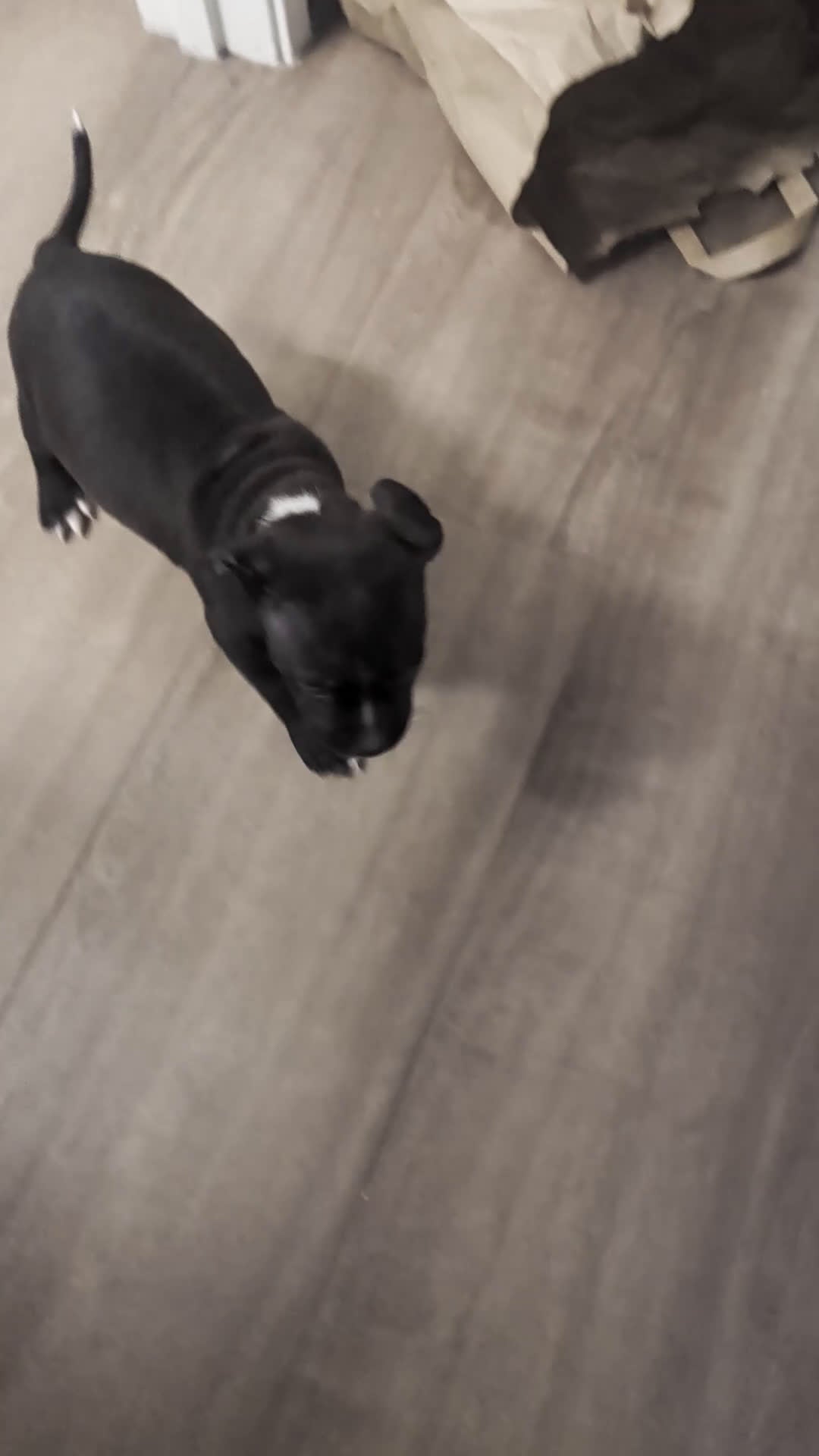 American Pit Bull Terrier dogs for sale: Bandit - Video 3