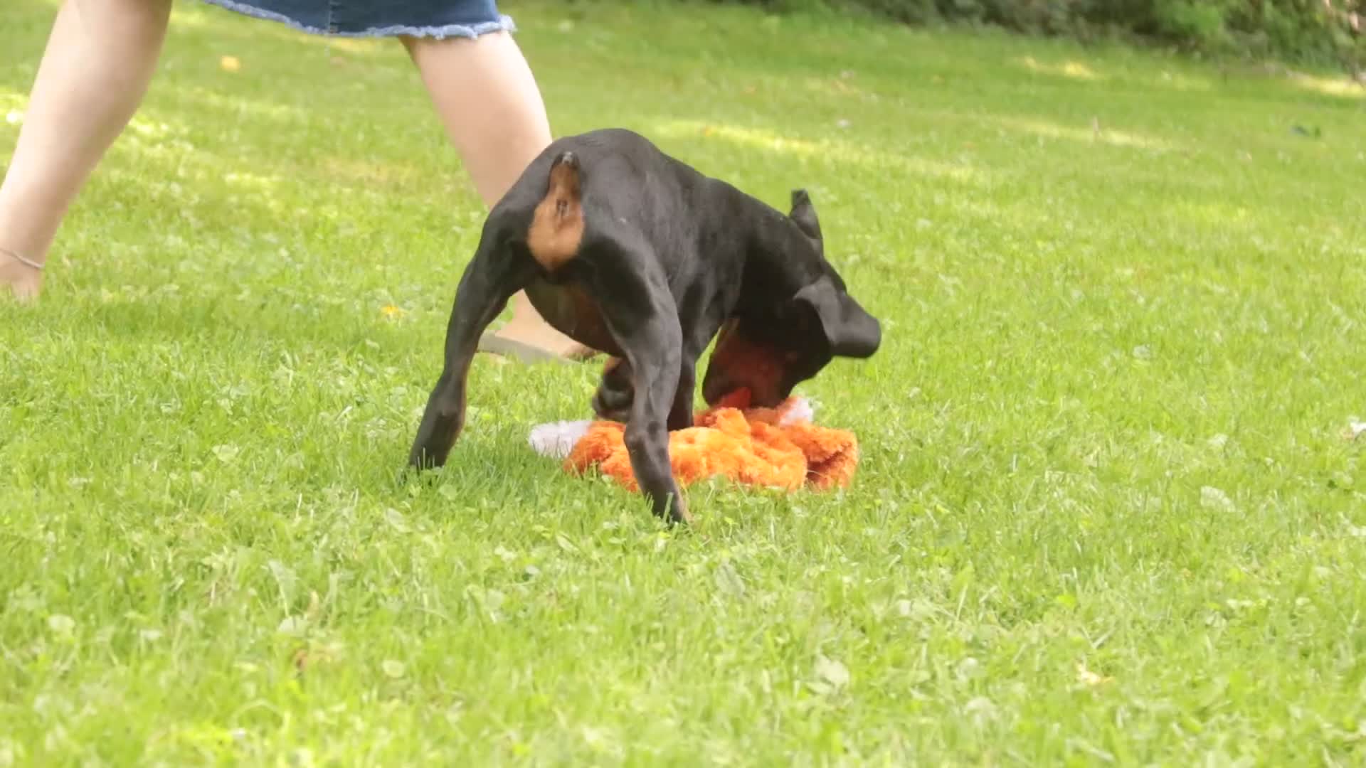 Doberman Pinscher dogs for sale: Griffin - Video 1