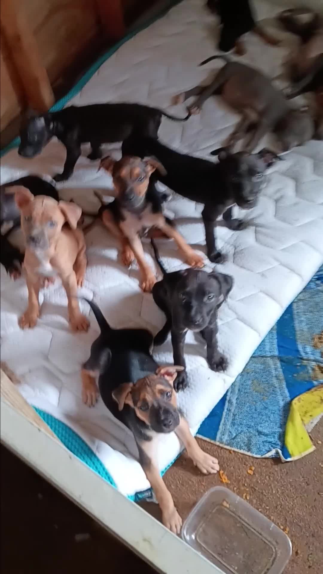 Mixed Breed dogs for sale: Mixed Breed 10 - Video 1