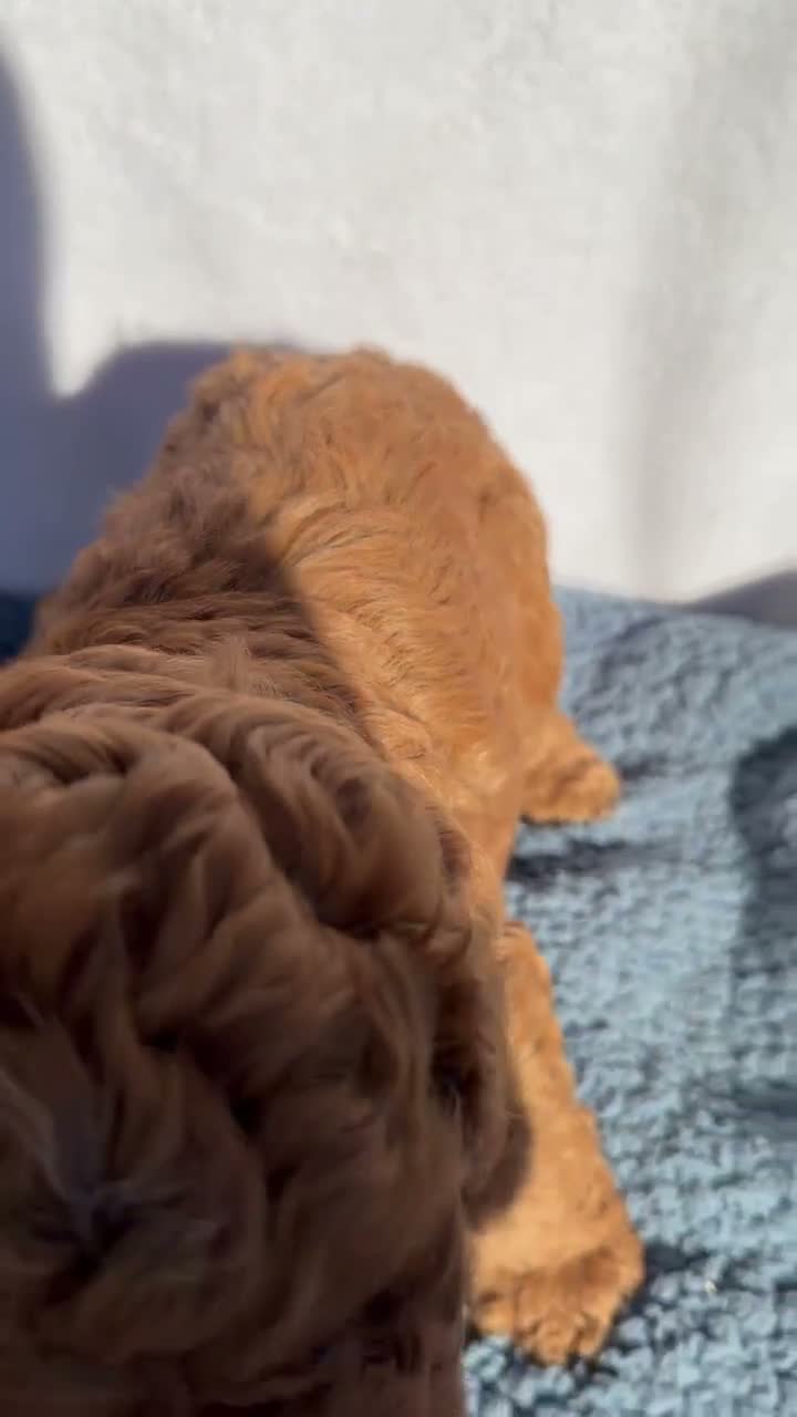 Cavapoo dogs for sale: Oakley - Video 1