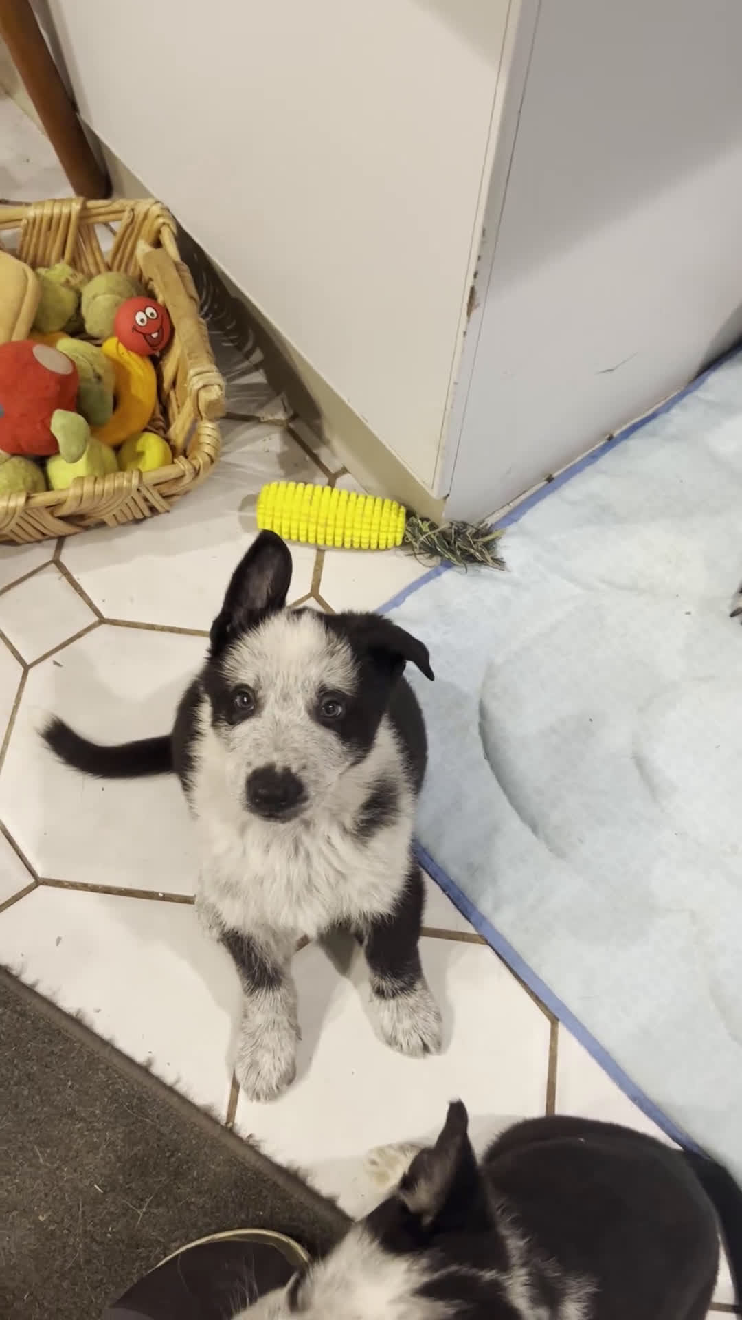 German Shepherd dogs for sale: River -German Shepherd Puppy - Video 2