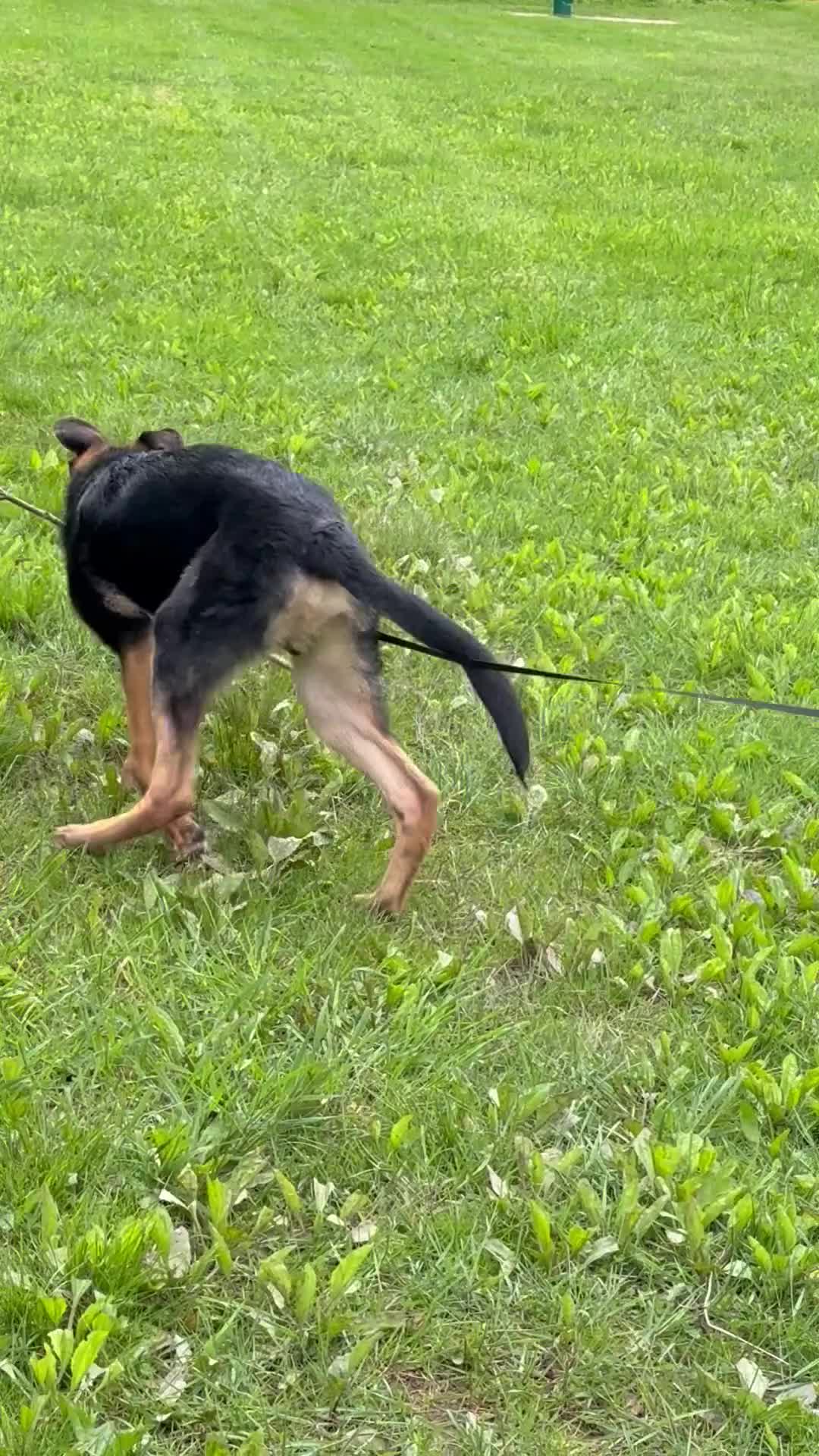 German Shepherd dogs for sale: Duke - Video 2