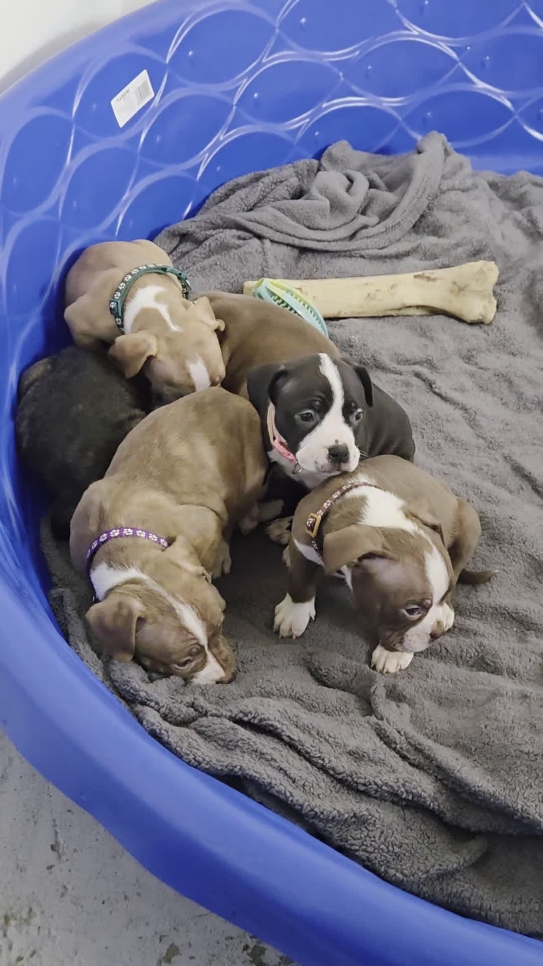 American Bully dogs for sale: American Bully Puppy 1 - Video 3