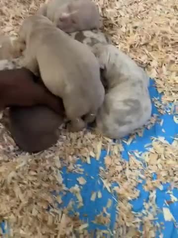 American Bully dogs for sale: Scarr - Video 2
