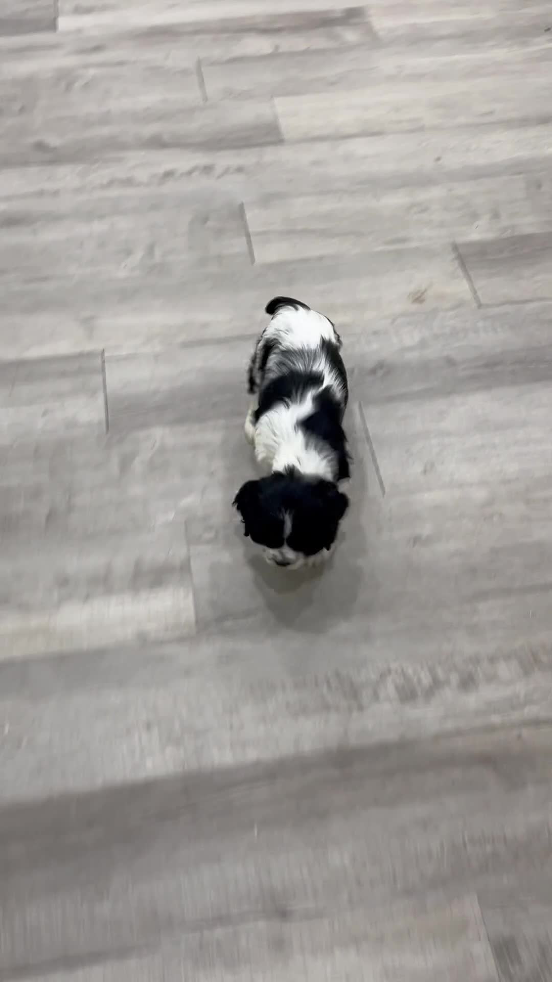 Cocker Spaniel dogs for sale: Darla - Video 1