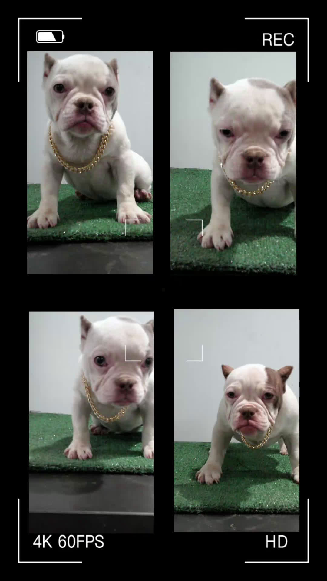 American Bully dogs for sale: Left eye - Video 3