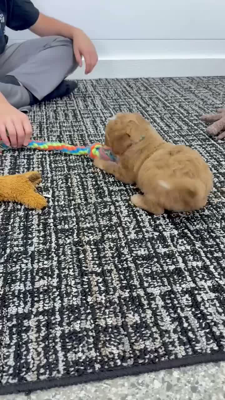 Mini Goldendoodle dogs for sale: Tori  💕🐶 - Video 1