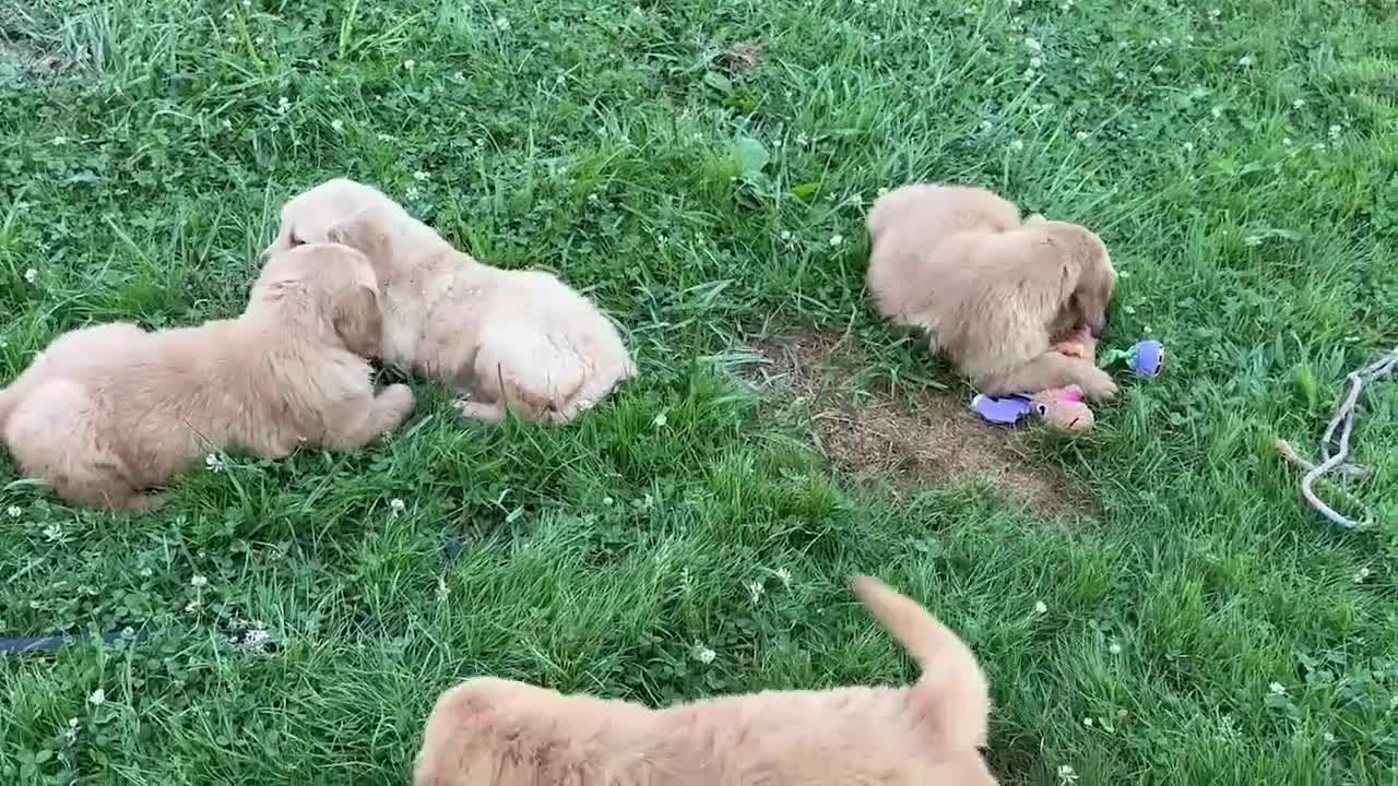 Golden Retriever dogs for sale: Champion - Video 1