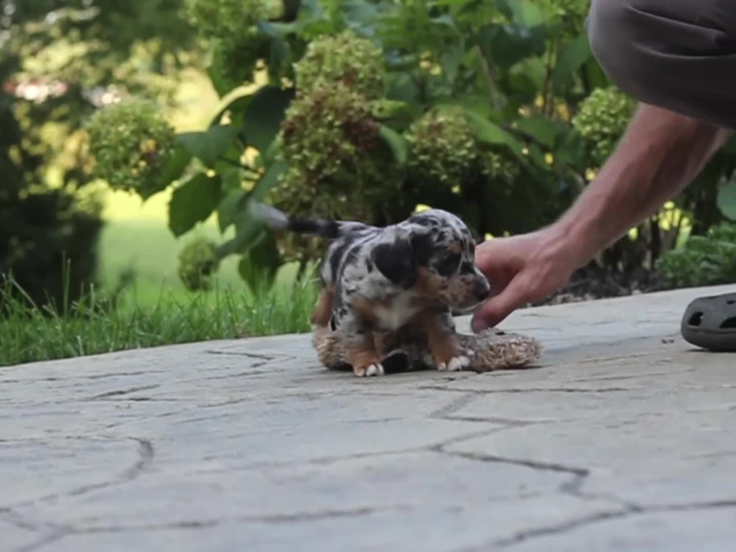 Mixed Breed dogs for sale: Moose - Video 1