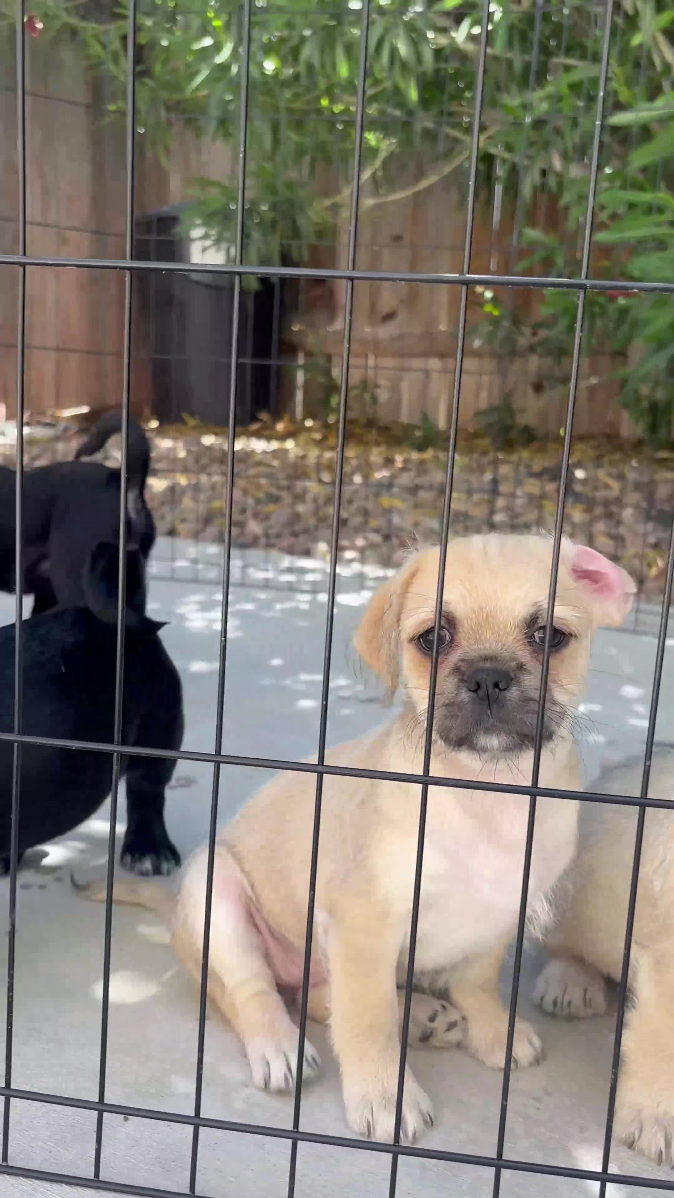 Mixed Breed dogs for sale: Winnie 💛 - Video 3