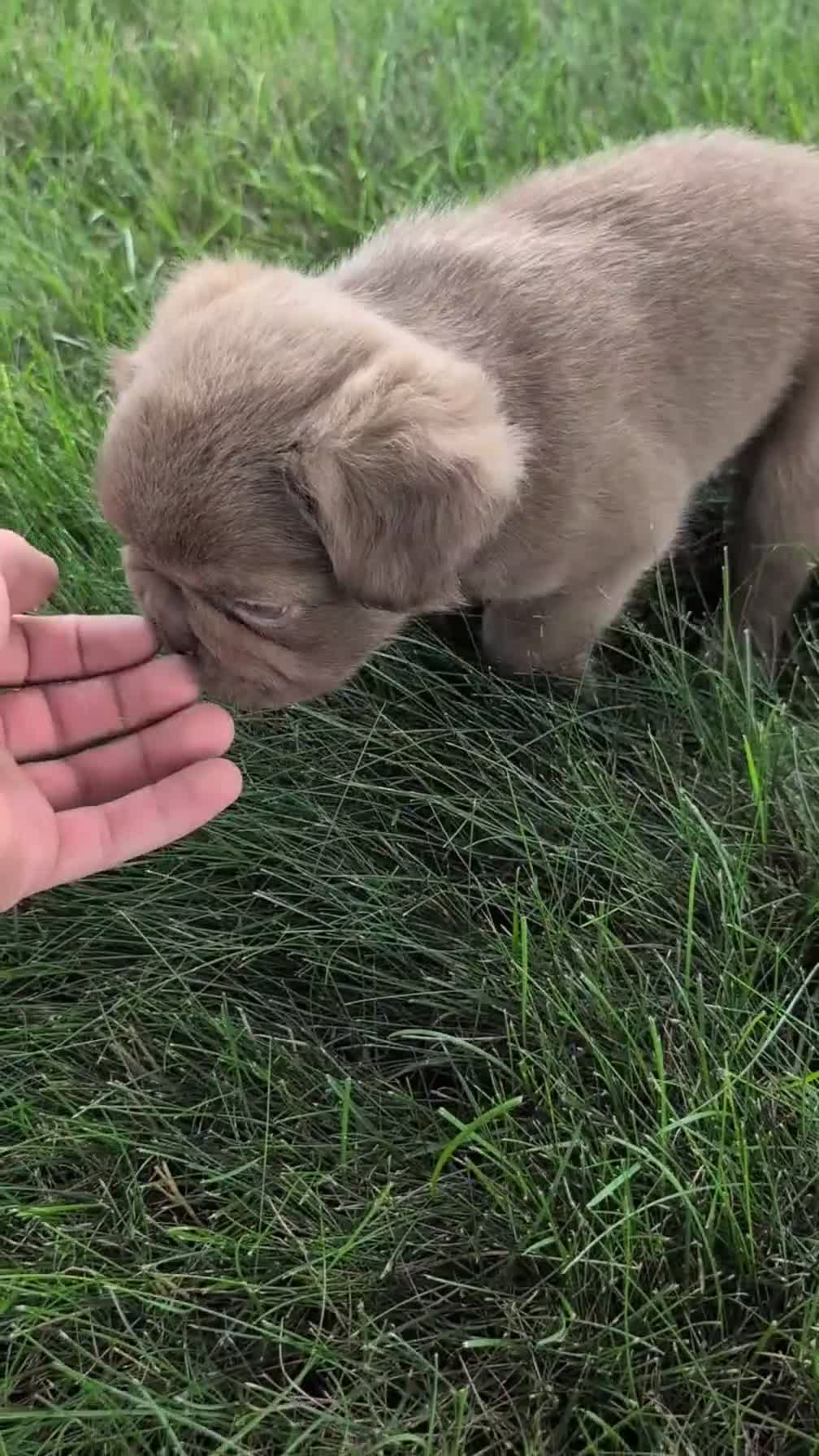 French Bulldog dogs for sale: Ozzy - Video 1