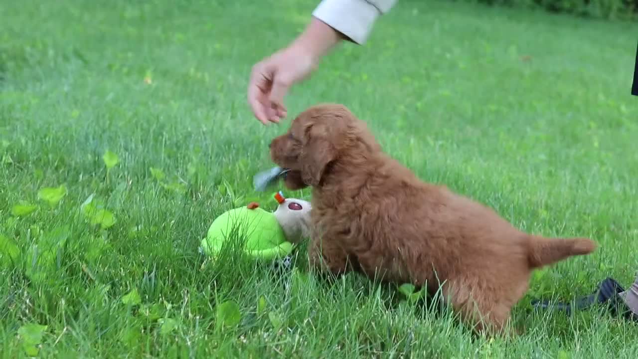Goldendoodle dogs for sale: Charlie - Video 1