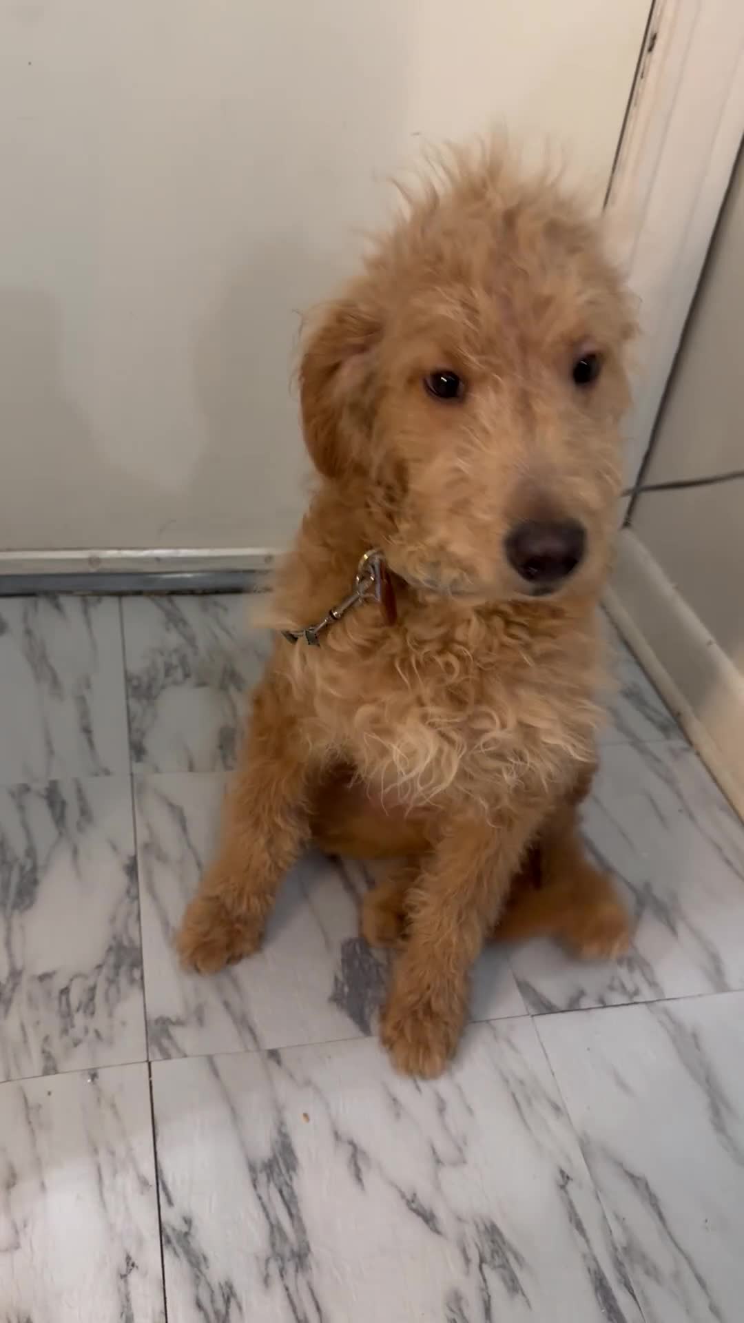 Mini Goldendoodle dogs for sale: Mini Goldendoodle Puppy 1 - Video 2