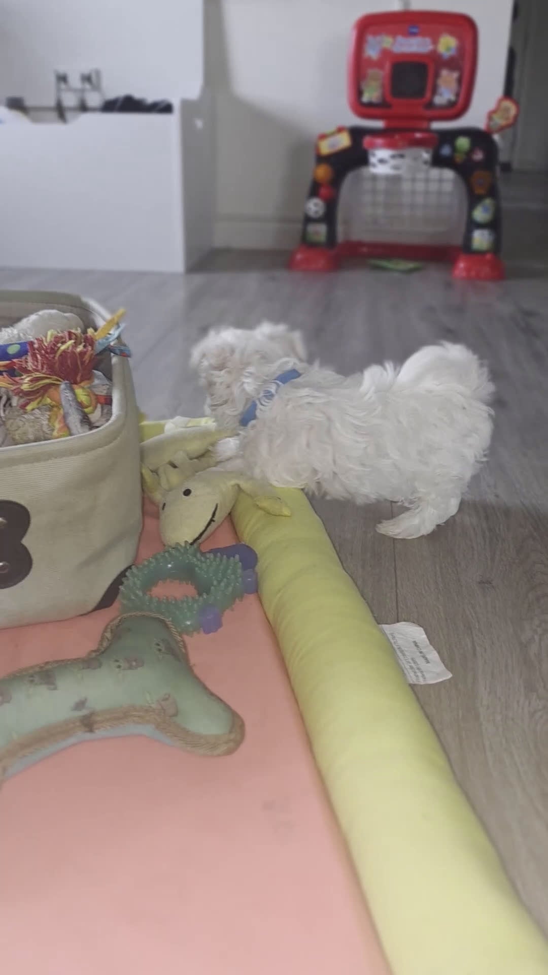 Maltese dogs for sale: 🐾 Male Maltese Puppy – Playful, Charming & Tiny - Video 2