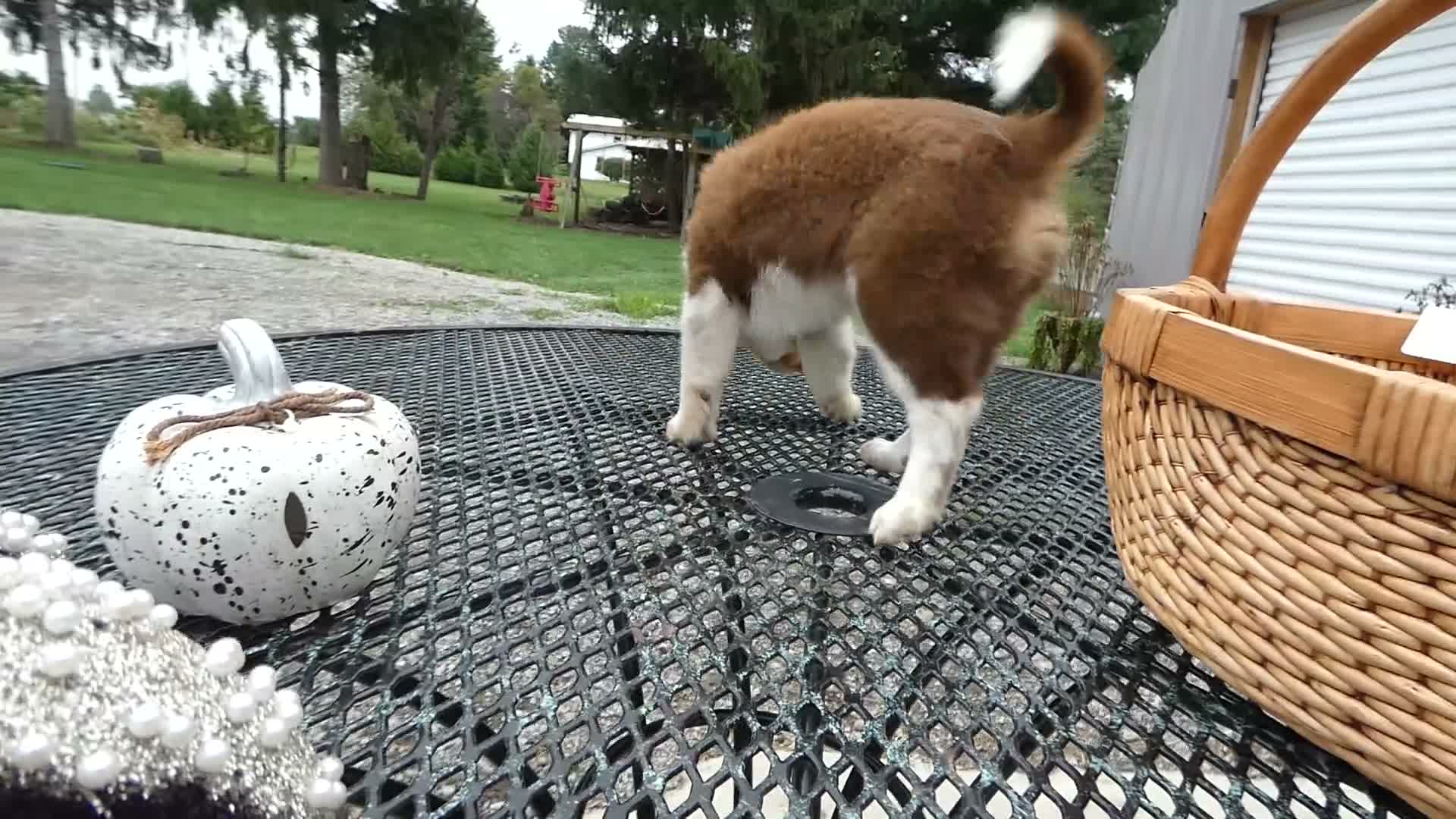 Mini Aussiedoodle dogs for sale: Mini Aussiedoodle 3 Reanna - Video 1