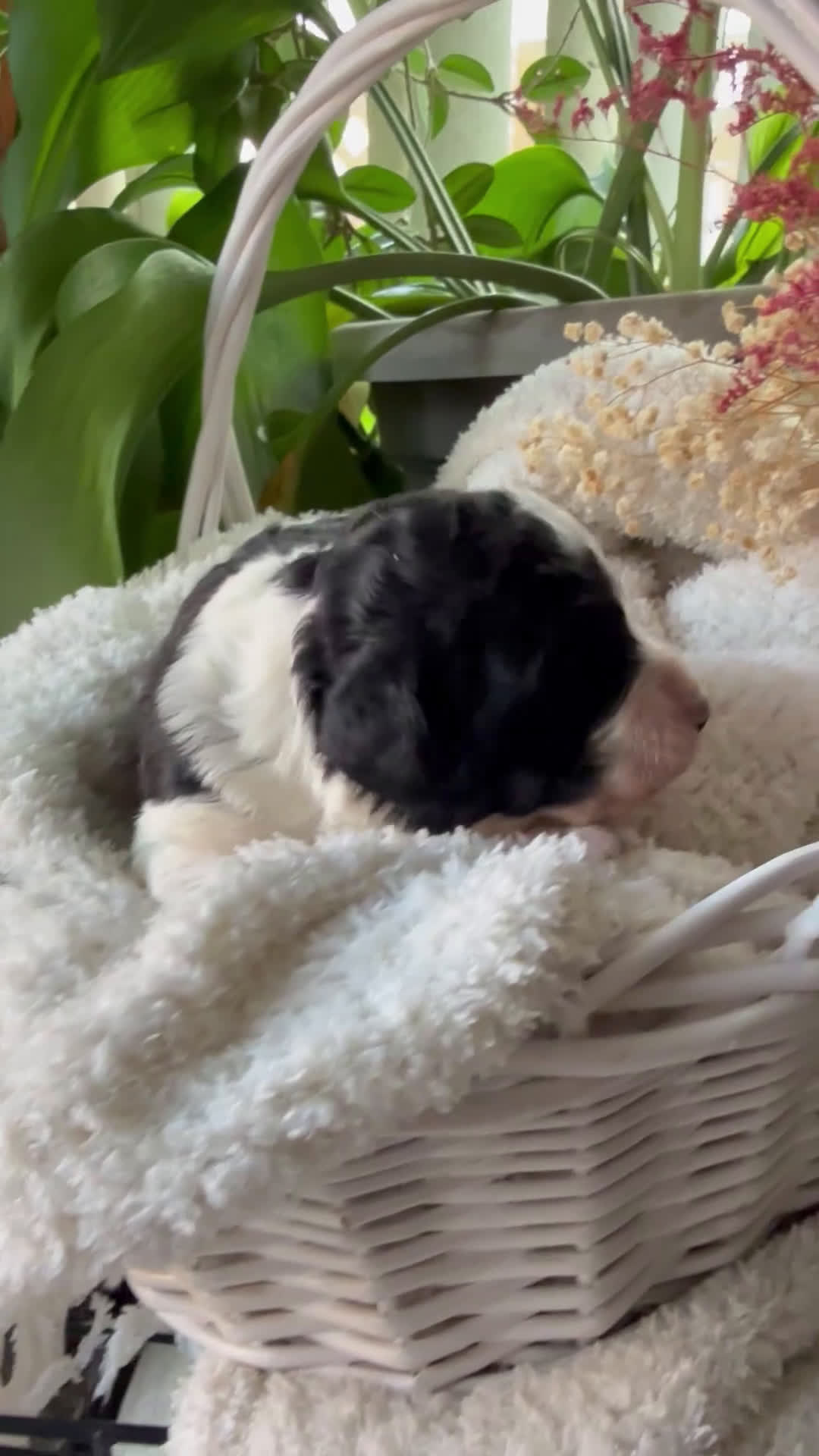 Mixed Breed dogs for sale: Sarah - Video 1