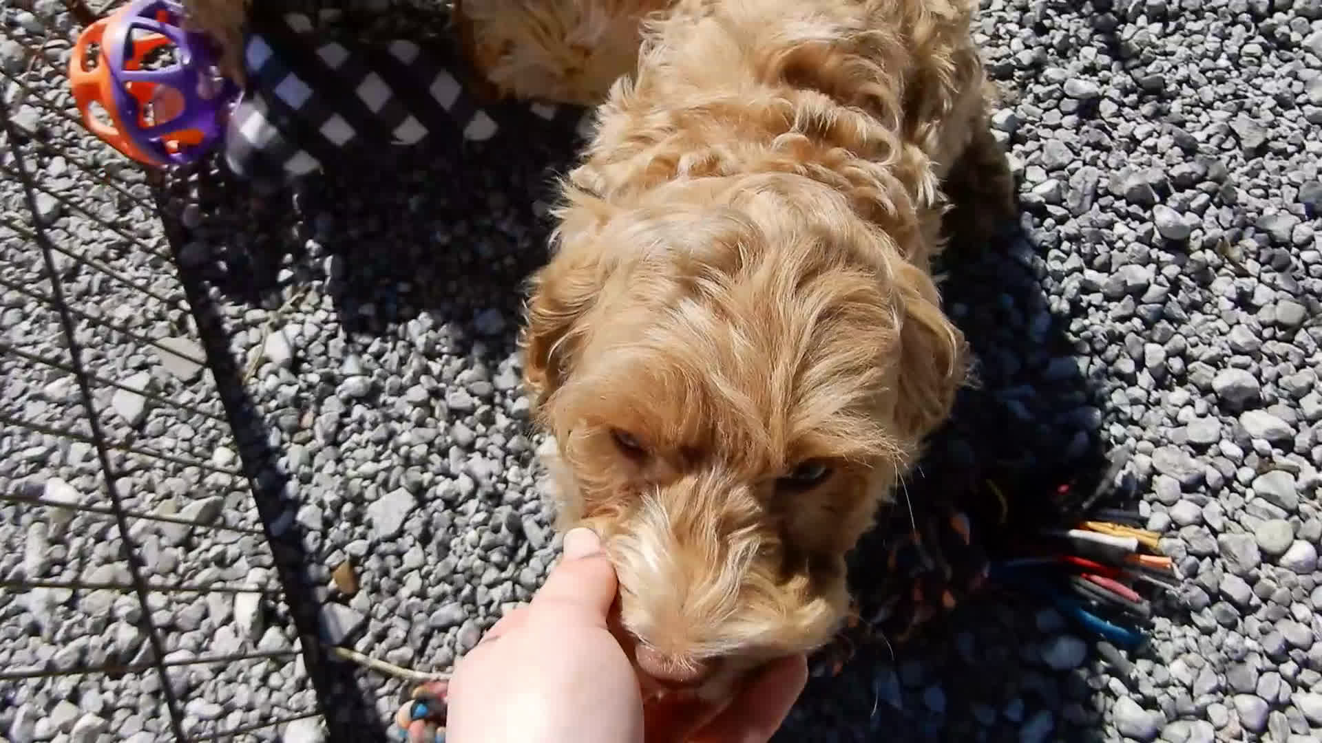 Cockapoo dogs for sale: Gracie - Video 1