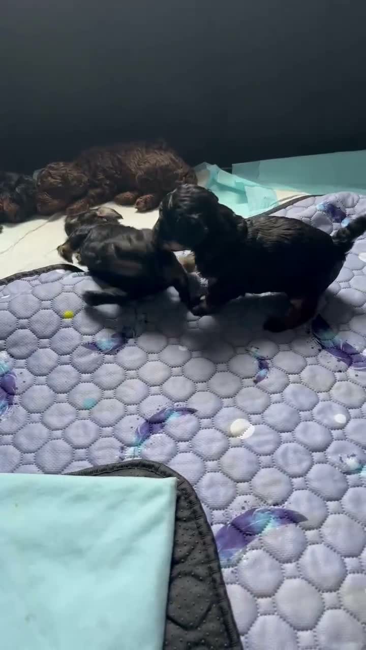 Toy Poodle dogs for sale: Little Bear  - Video 1