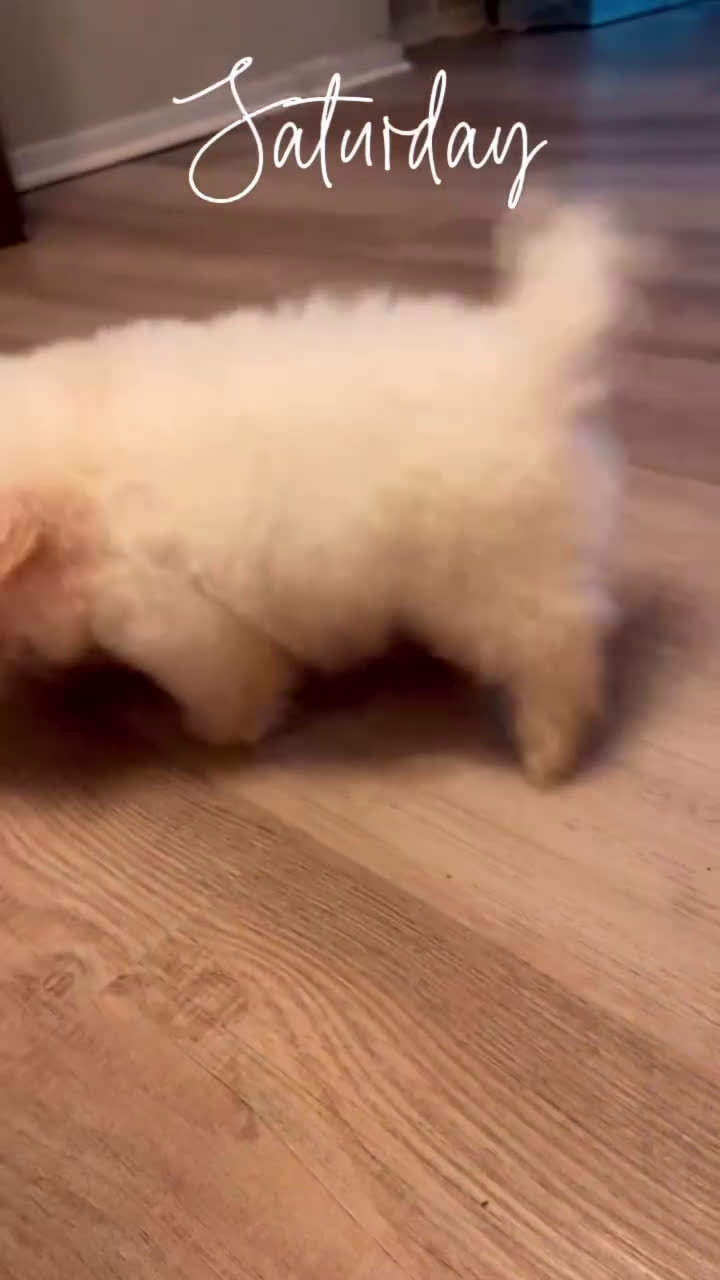 Maltipoo dogs for sale: Maltipoo Puppy 2 - Video 2